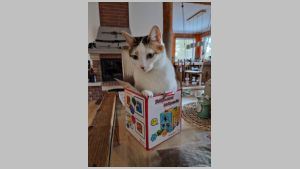 010 Kass karbis.jpeg